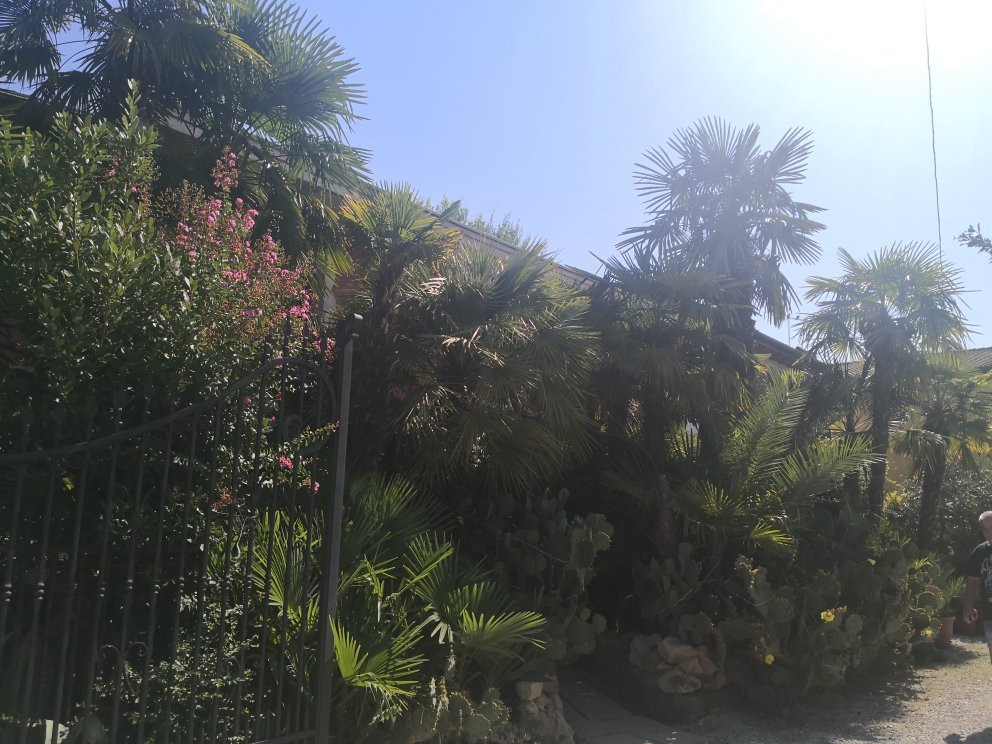 B&B Le Palme d'Oro主图
