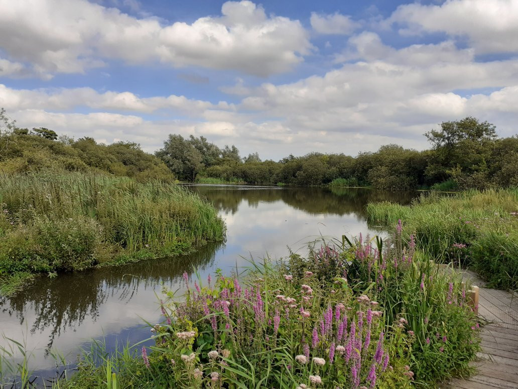 Wheatfen Nature Reserve Surlingham景点图片