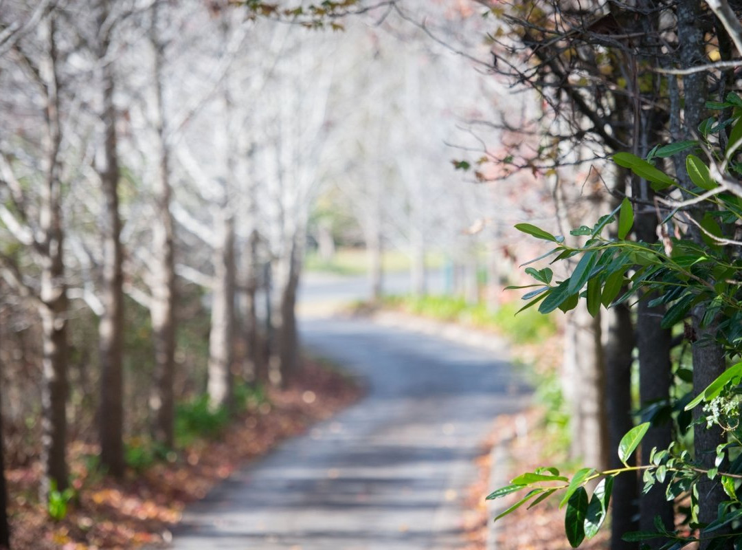 溶胶加勒比海花大酒店主图