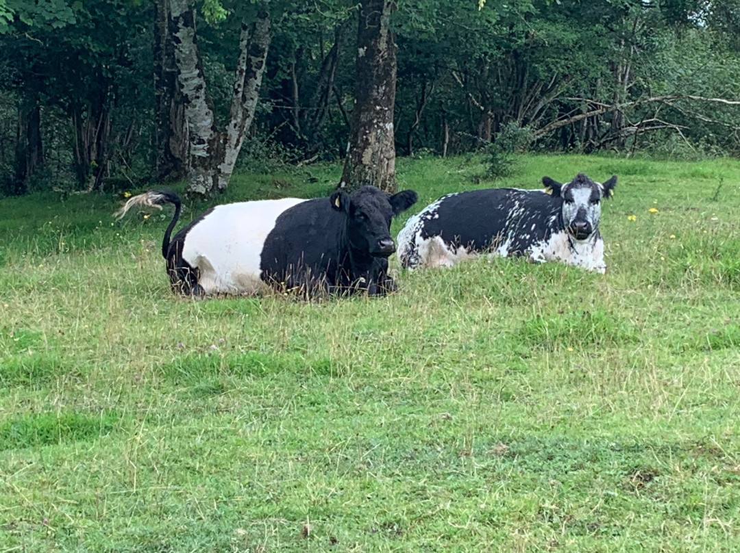 Stonehall Visitor Farm & Wildlife Park景点图片