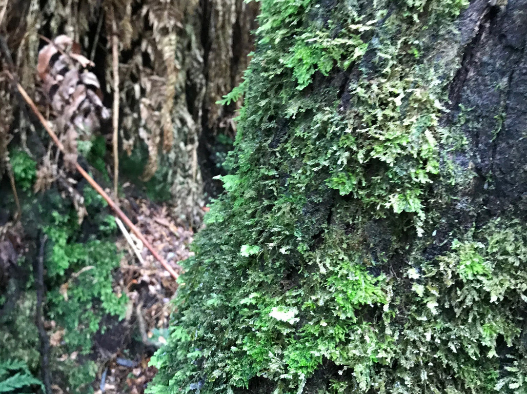 Melba Gully National Park景点图片