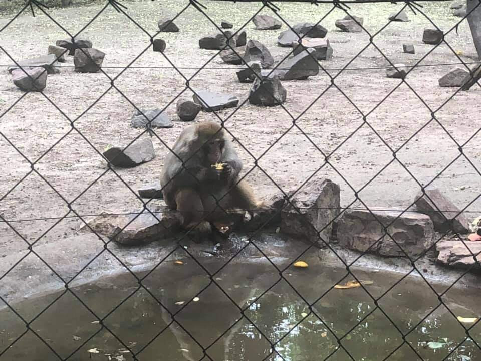 Kecskeméti Zoo景点图片