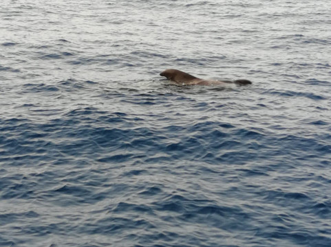 Blue Dream Sangria-洛斯·吉甘特斯必去景点