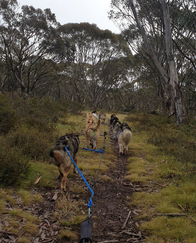 Howling Husky Sled Dog Tours-Mount Baw Baw必去景点
