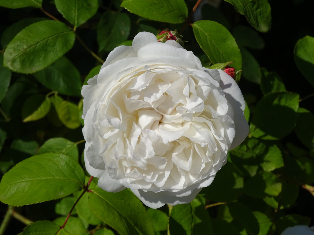Schloss Cumberland-葛姆登必去景点