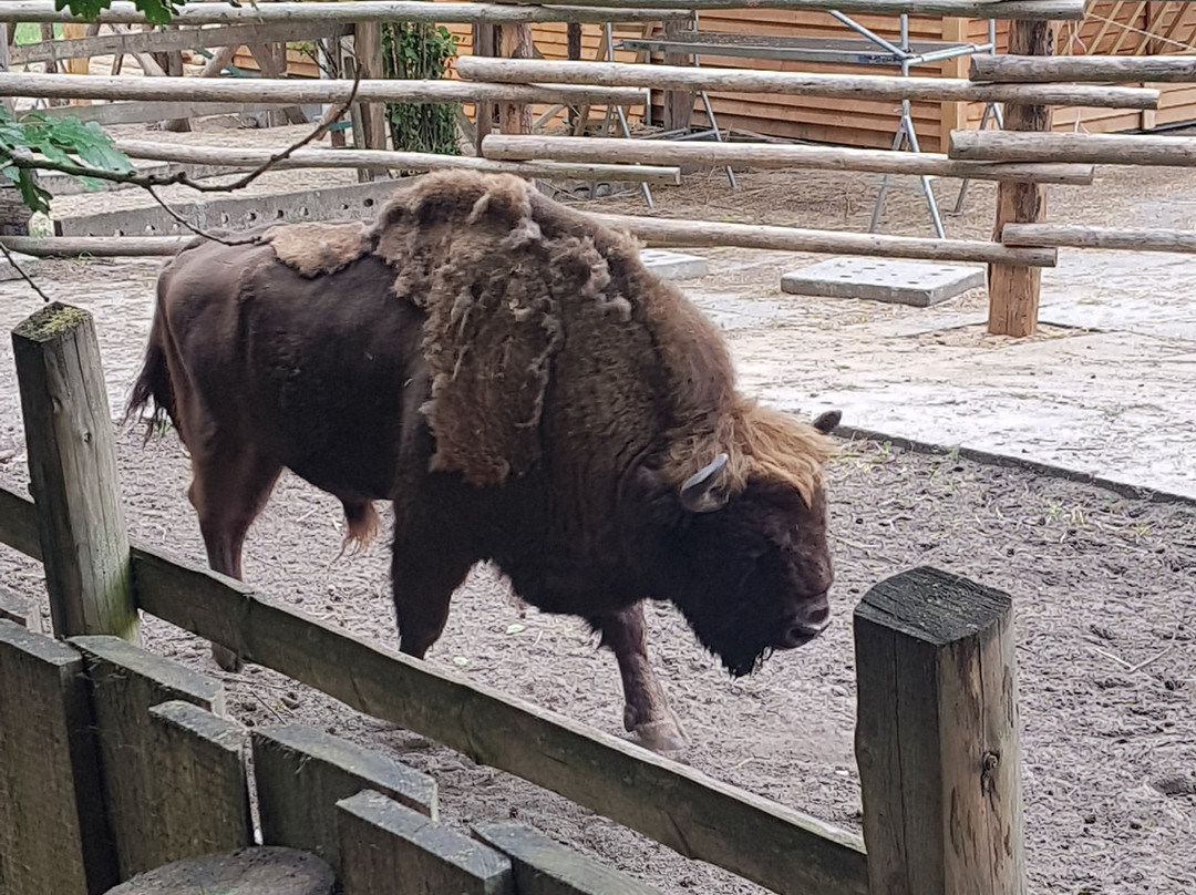 Bison Showcase-缅济兹德罗耶必去景点
