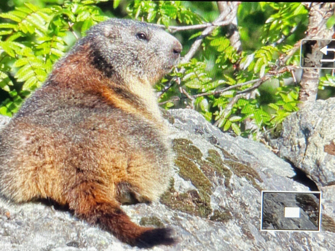 Marmot Trail-策马特必去景点