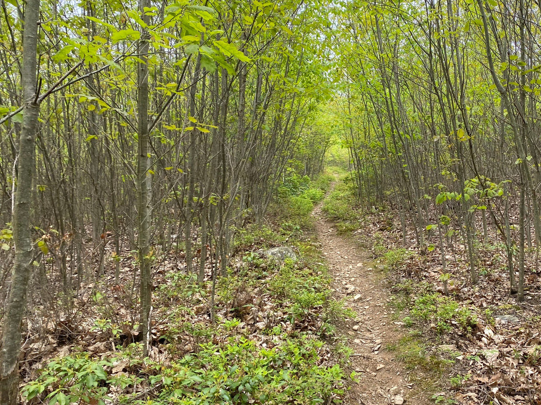 Cowans Gap State Park景点图片