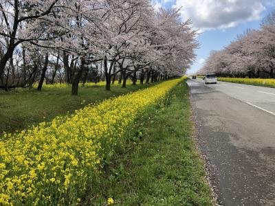 Nanohana Road景点图片