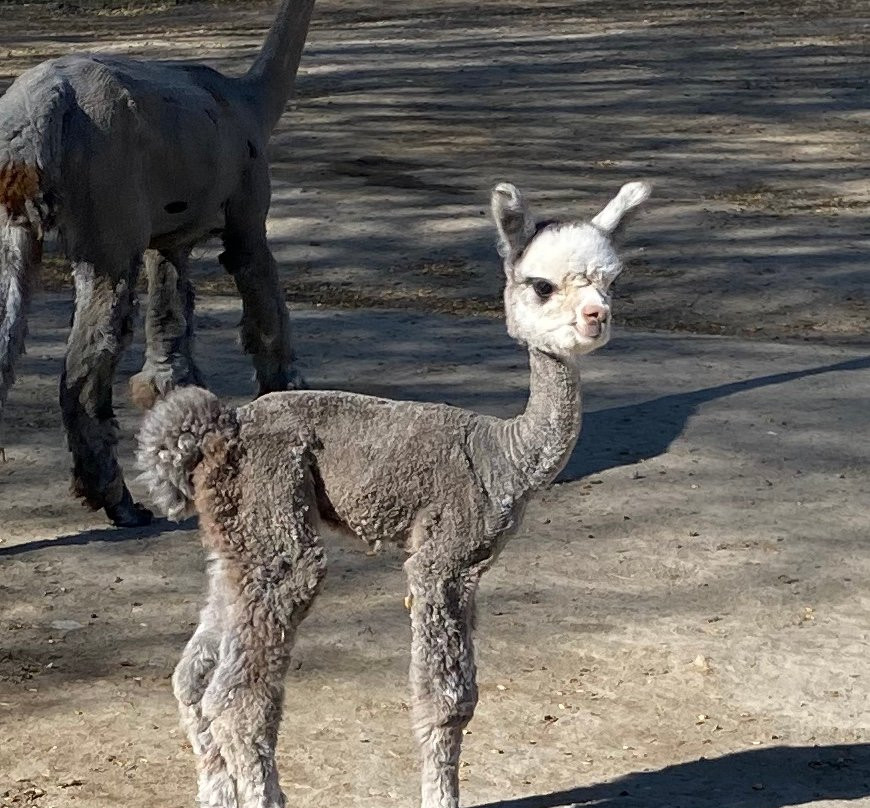 Sopris Alpaca Farm & Boutique-Silt必去景点