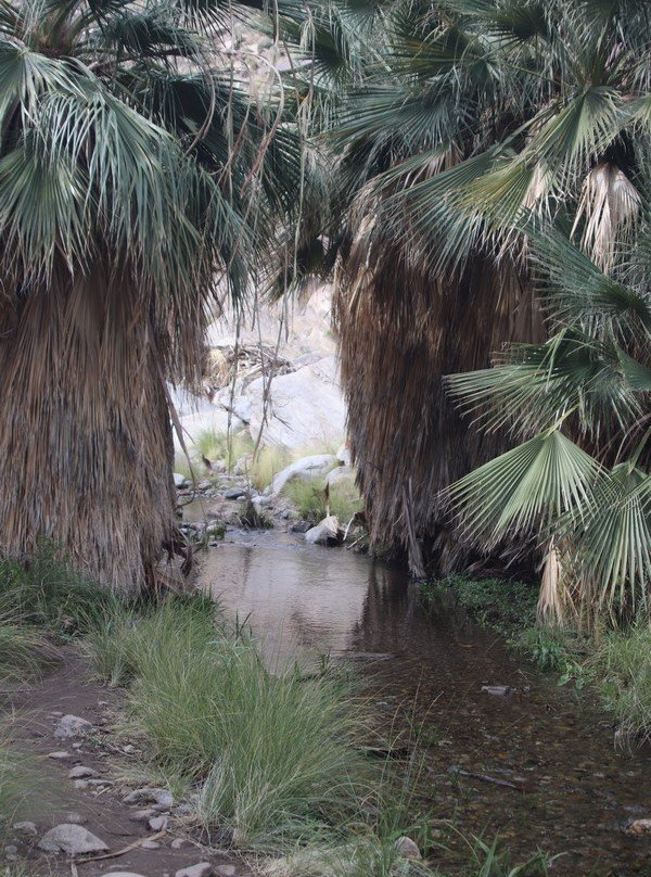 Murray Canyon Trail景点图片