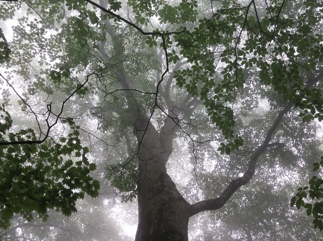 Tomeyama-八峰町必去景点