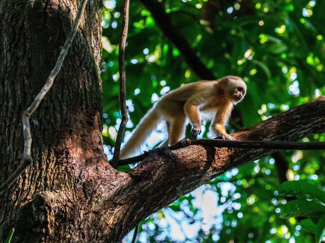 Bush Bush Wildlife Sanctuary-Mayaro必去景点