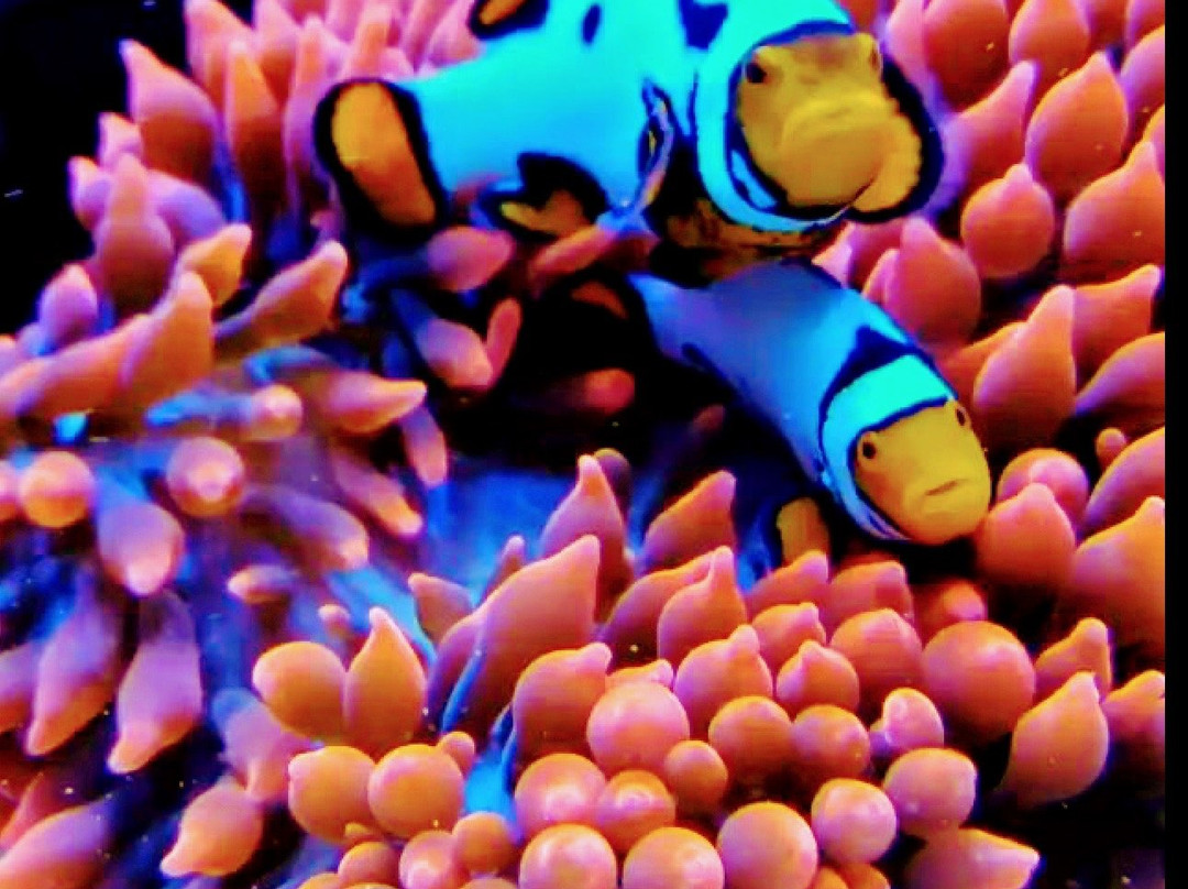 Neptunes Aquariums-海厄利亚必去景点