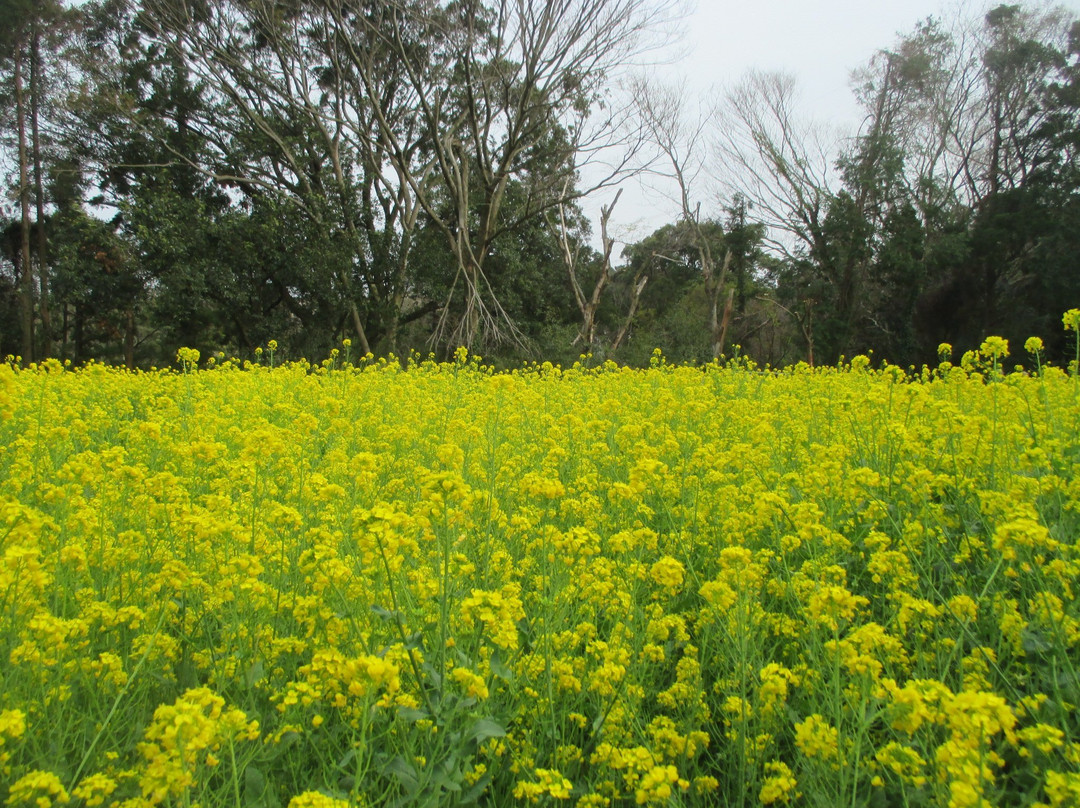 Obyo Cherry Blossom-市原市必去景点