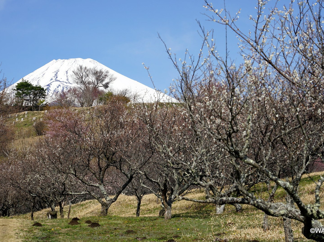 Ume no Sato-裾野市必去景点