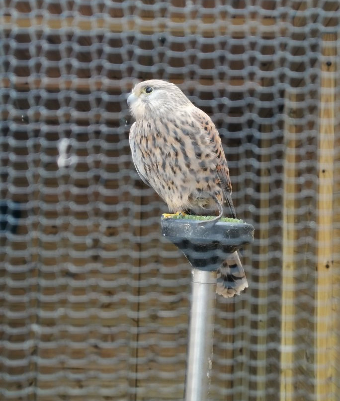 Gentleshaw Birds of Prey and Wildlife Centre景点图片