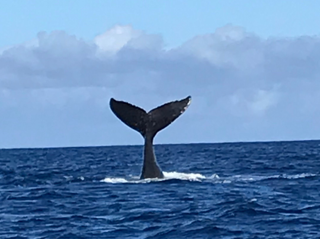 Makana Charters and Tours-卡慕也拉必去景点