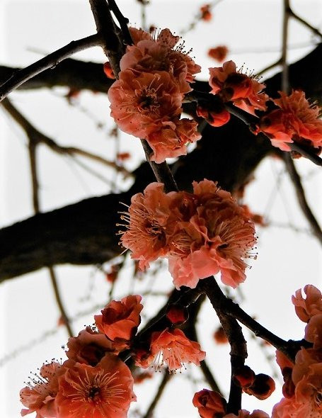 Kokuei Ennadaichi Ume no Sato-那须乌山市必去景点