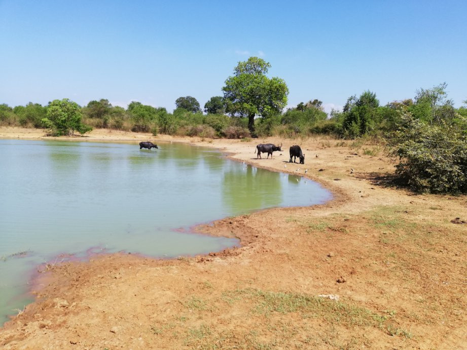 Visit Udawalawe National Park景点图片