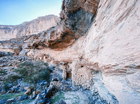 Desert Acacia-马斯喀特必去景点