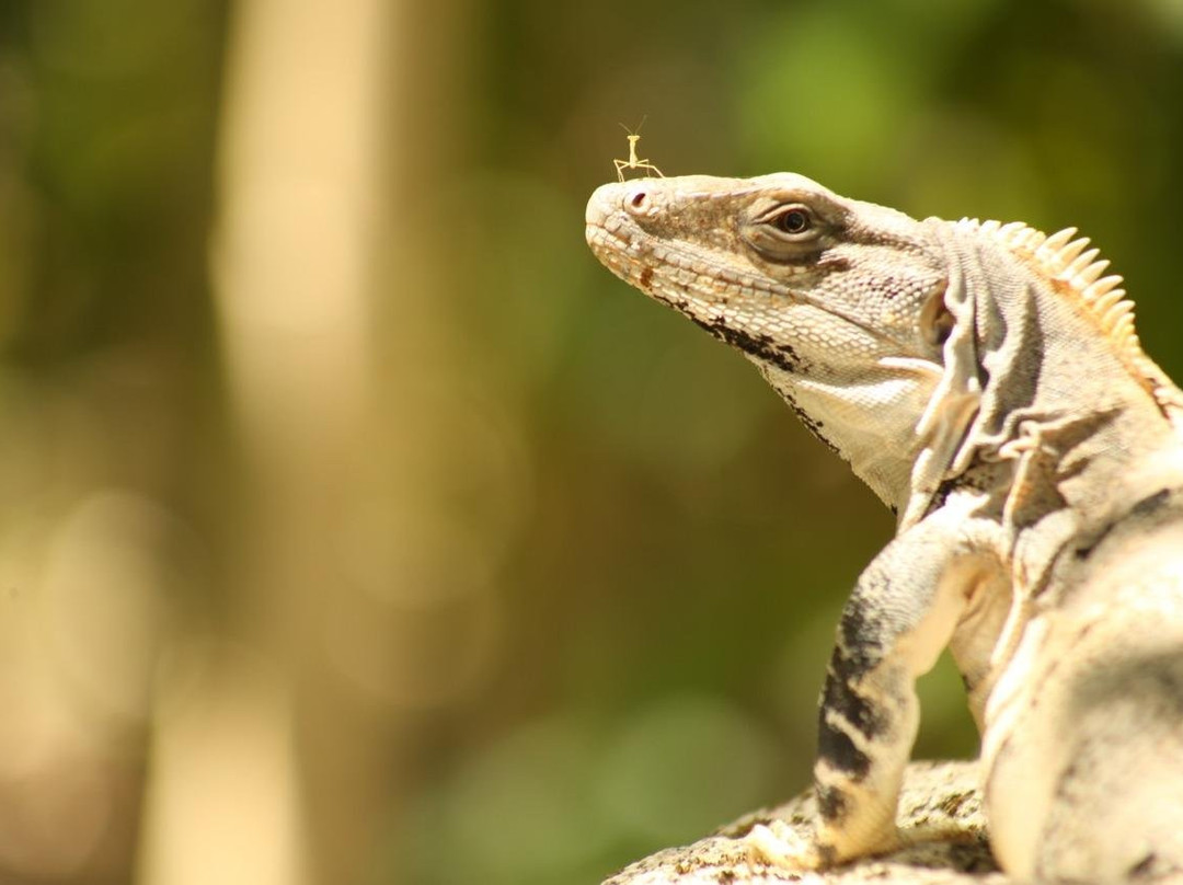 Sentir Maya-Bacalar必去景点