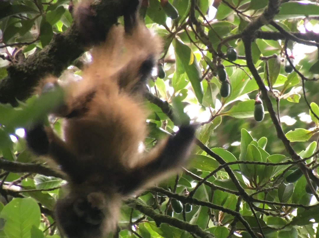 Costa Rica Wáköö Tours-哥斯达黎加安东尼奥国家公园必去景点