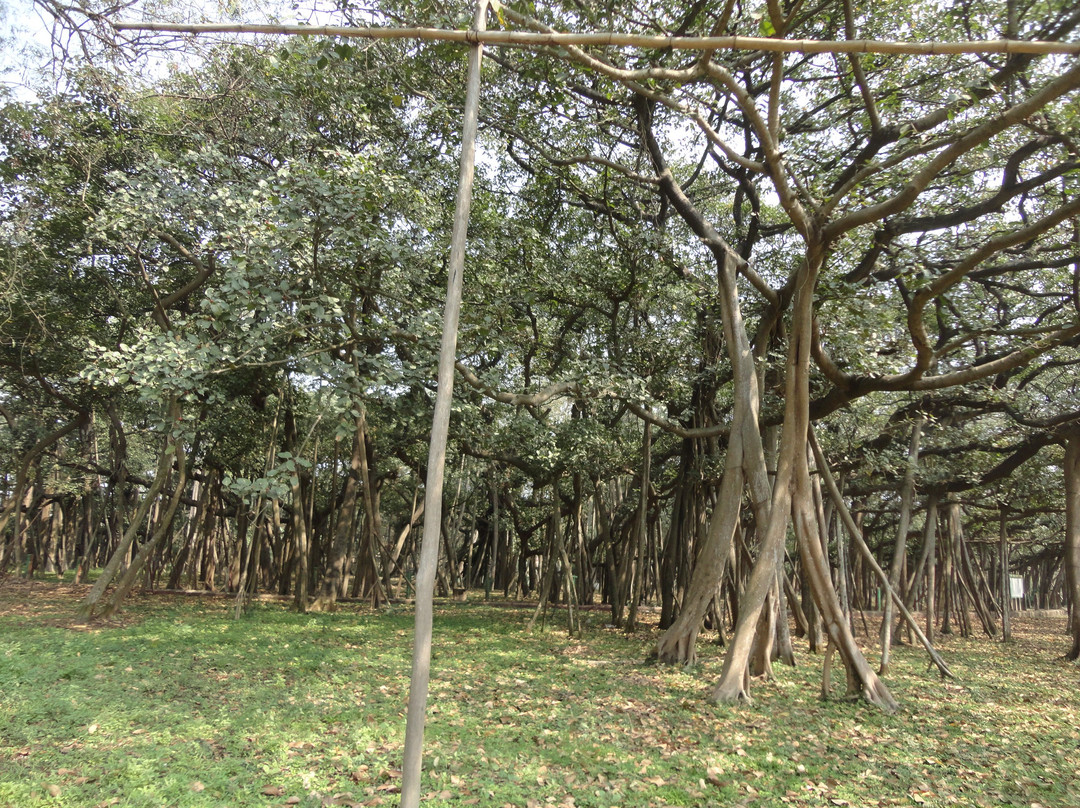 Acharya Jagadish Chandra Bose Indian Botanic Garden景点图片