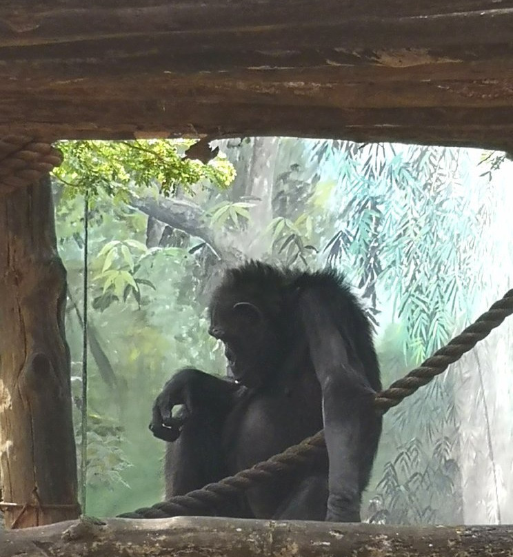 National Zoological Gardens of Sri Lanka景点图片