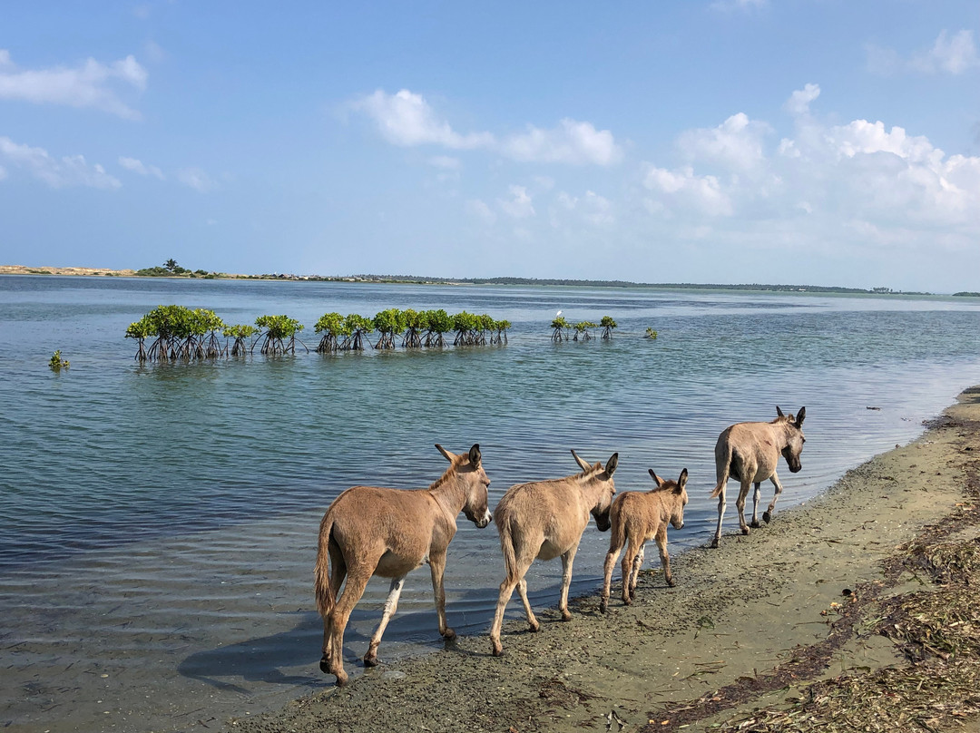 Seth Dev Lagoon Chalets Kalpitiya主图
