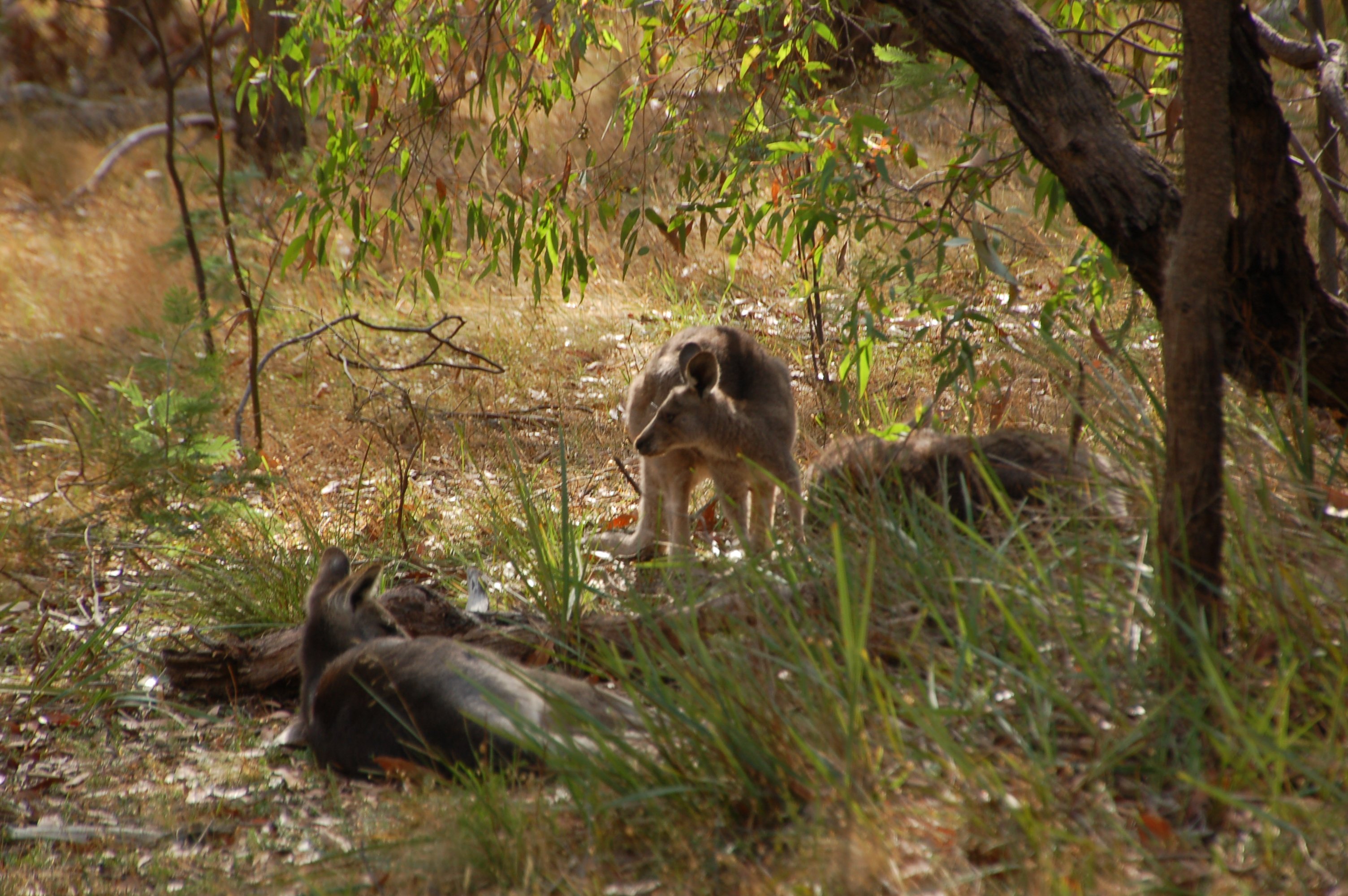 Kyneton Bushland Resort-浴室