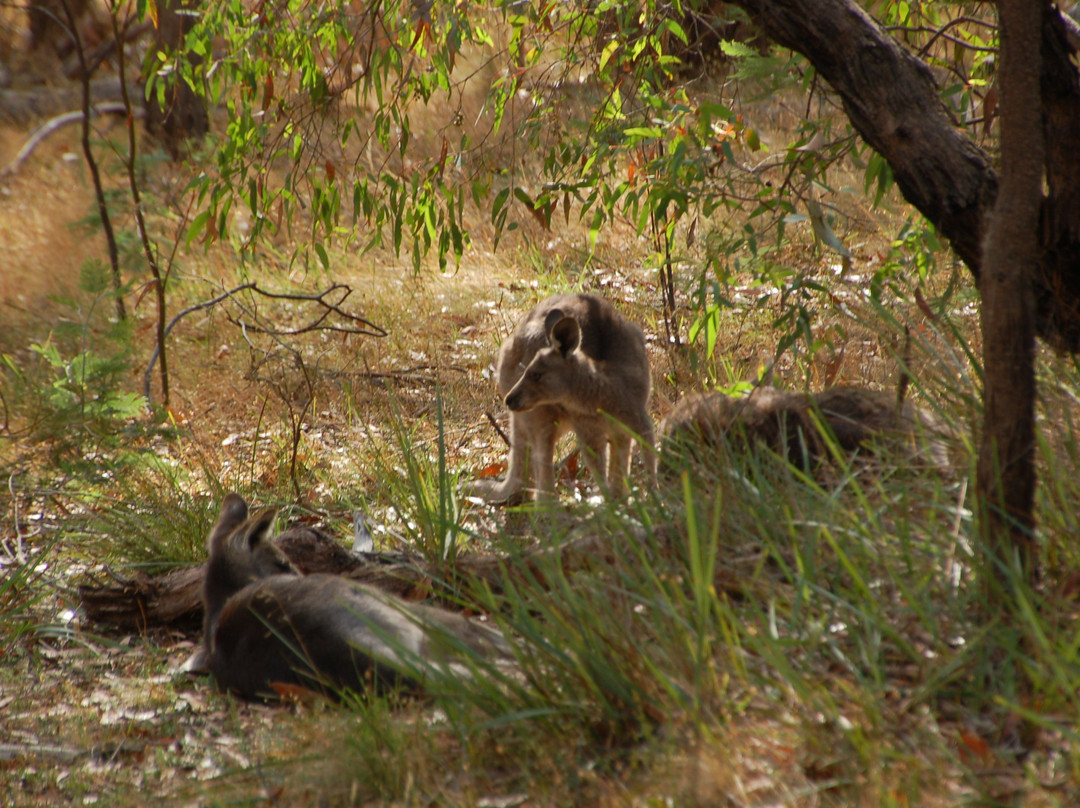 Kyneton Bushland Resort主图