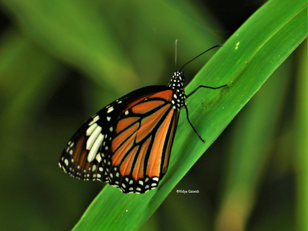 Butterfly park - Ovalekar Wadi景点图片