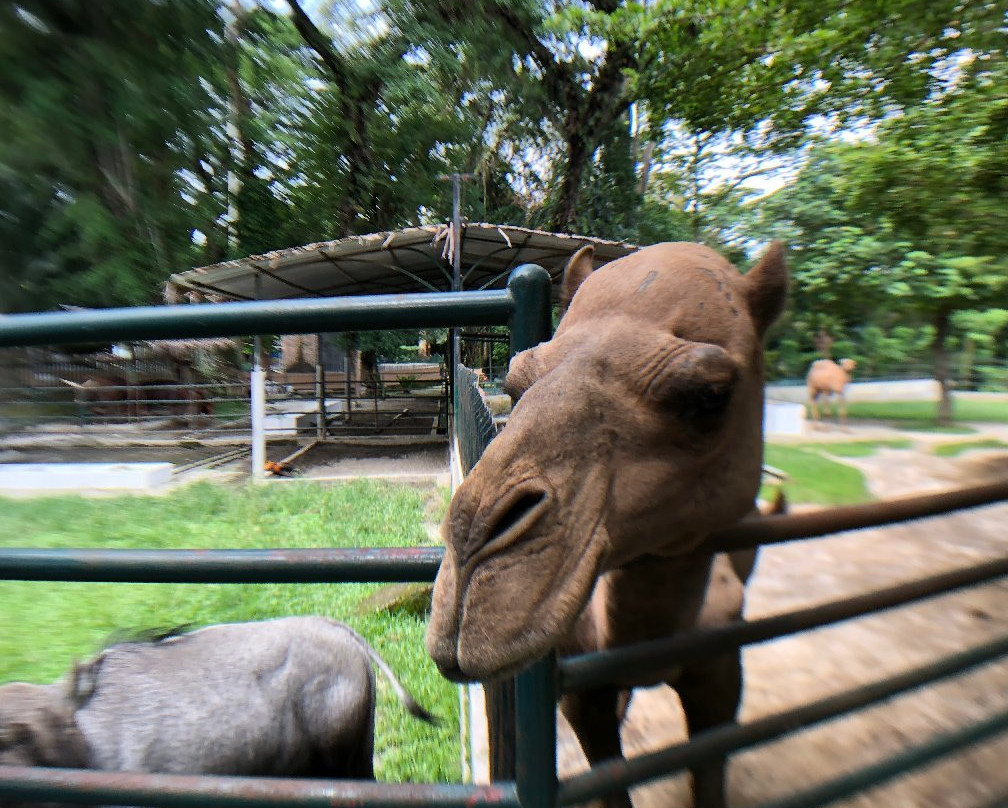 Pematang Siantar Zoo-Pematangsiantar必去景点