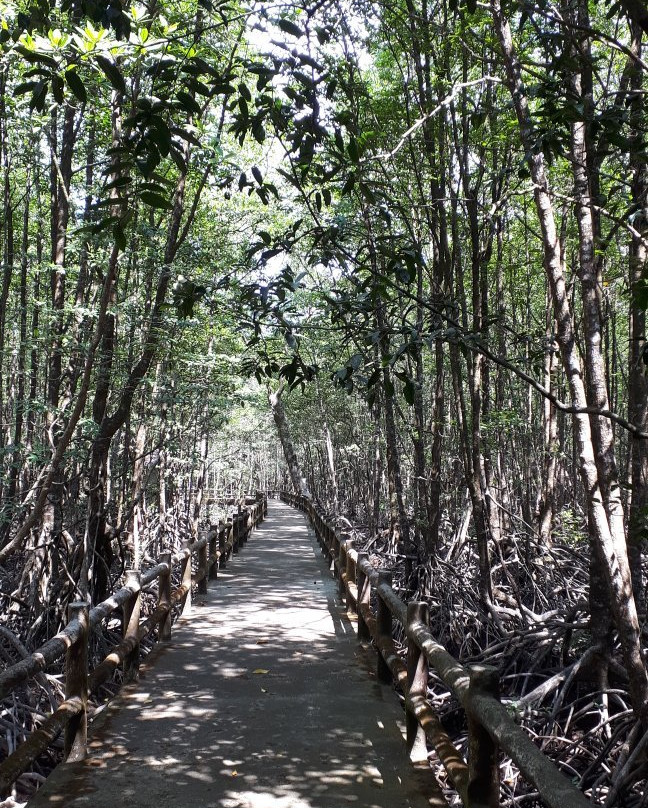 Ngao Mangrove Forest Research Centre景点图片