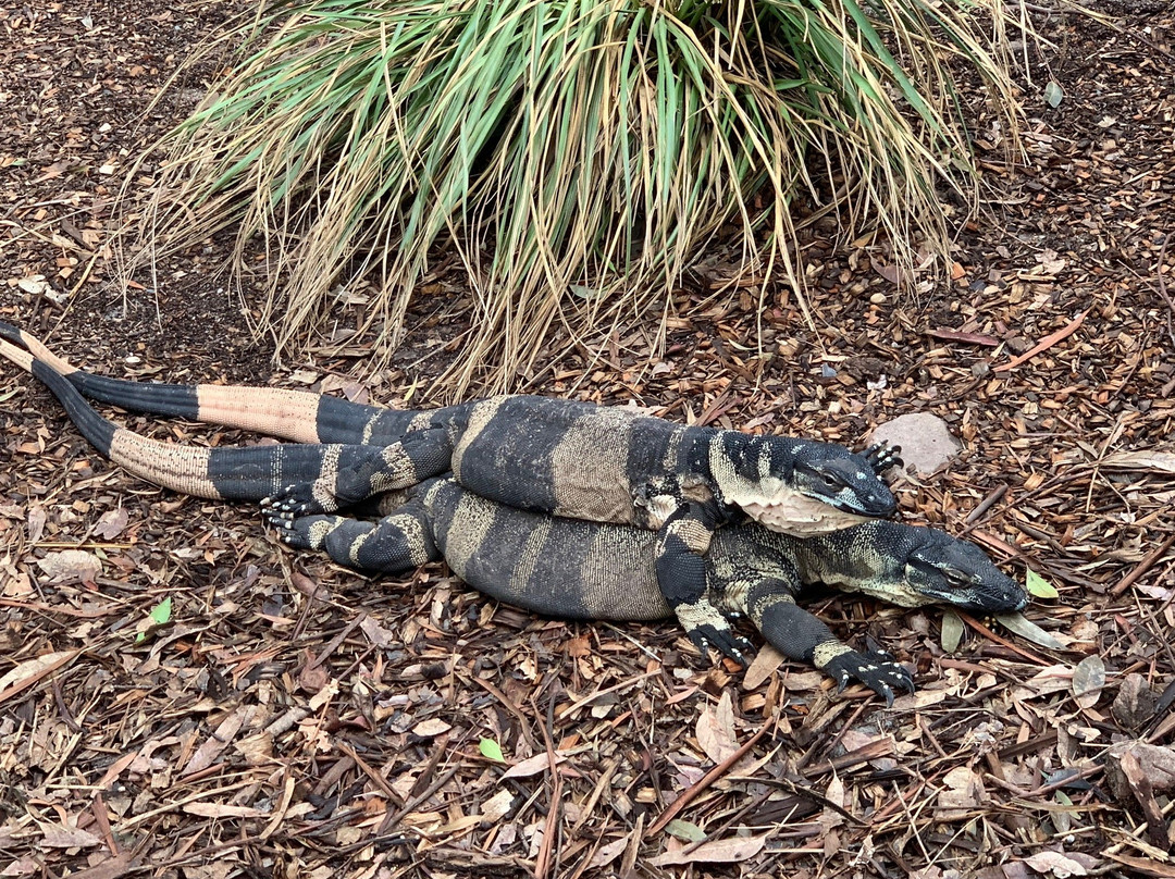 Shoalhaven Zoo景点图片