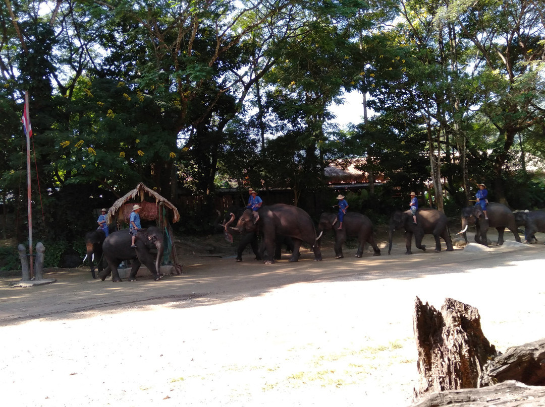 湄登大象训练营景点图片