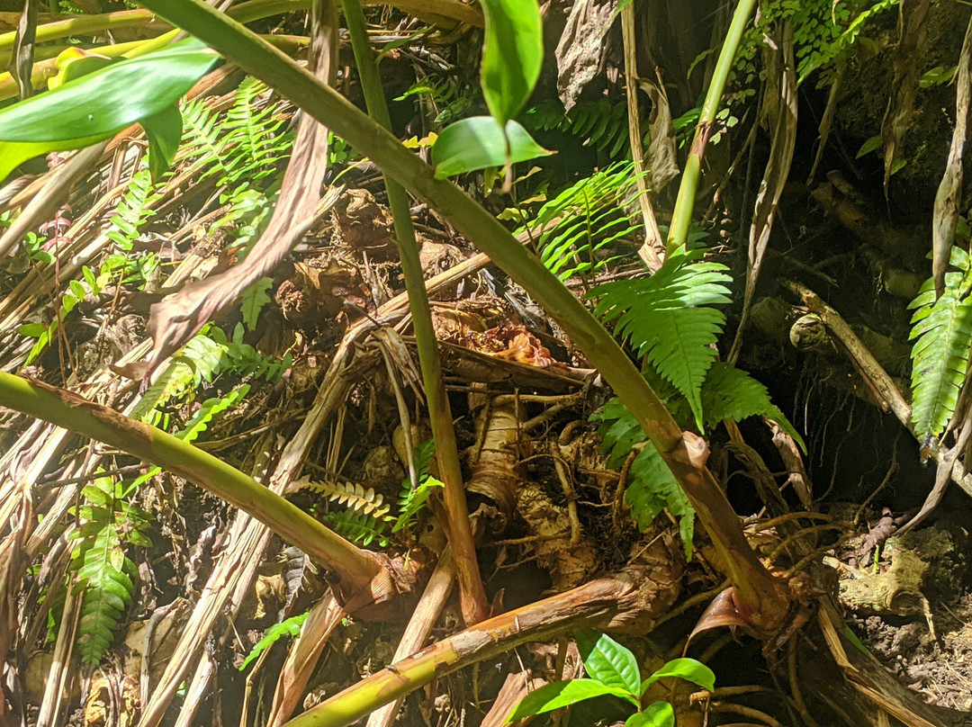 Halfway to Hana-哈纳必去景点