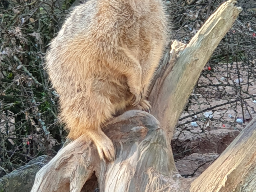 Neunkircher Zoologischer Garten-Neunkirchen必去景点