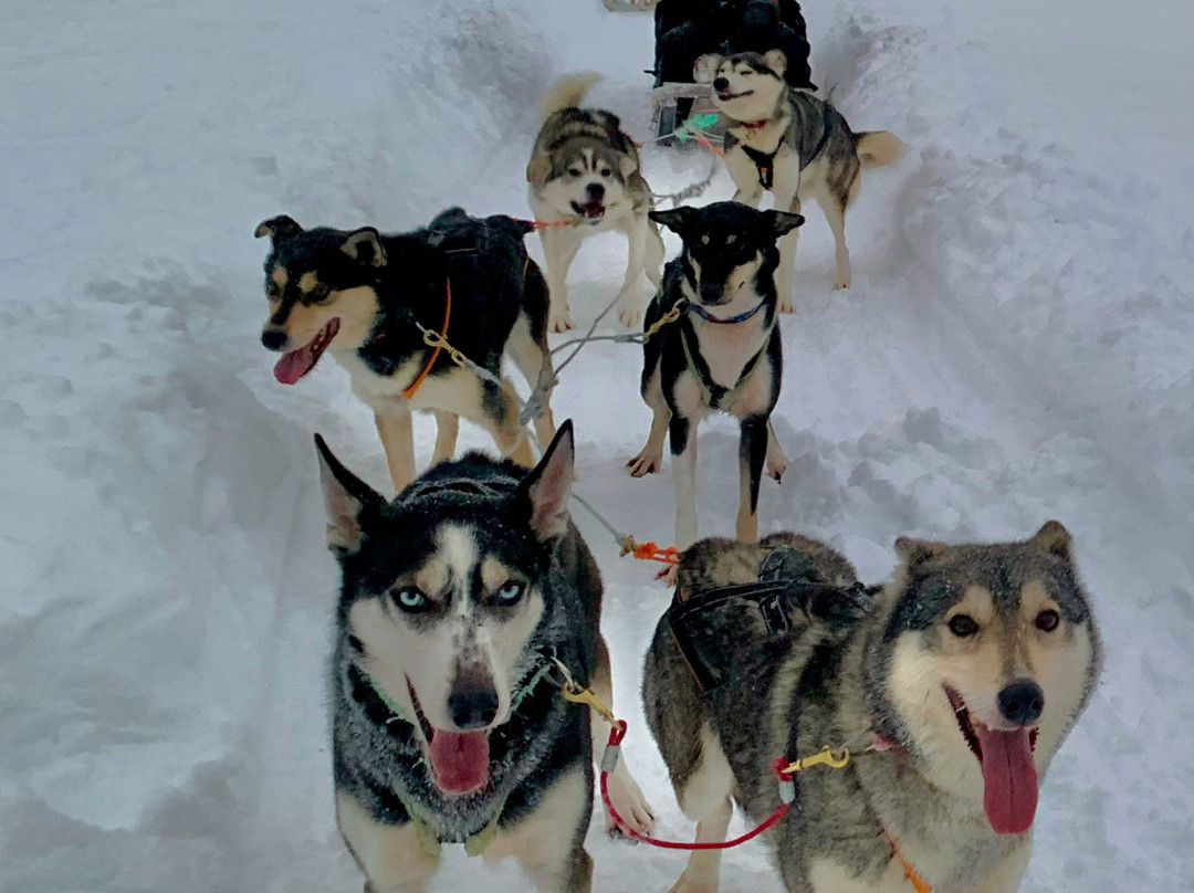 Wild Motion Siberian Huskies-Muonio必去景点
