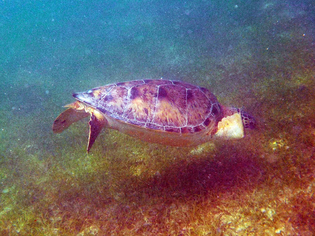 Centro Ecologico Akumal-艾库玛尔必去景点