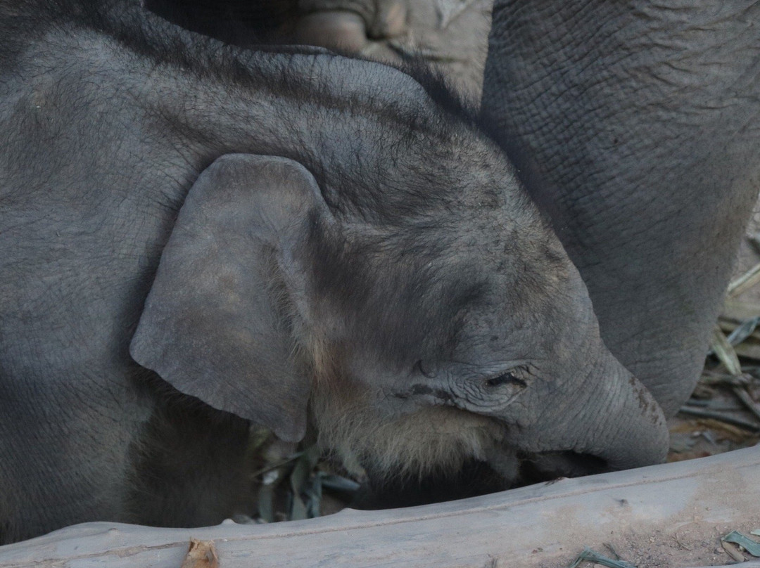 Karen Elephant Habitat-Mae Win必去景点