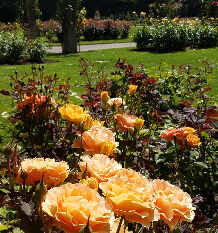 Dugald MacKenzie Rose Garden景点图片