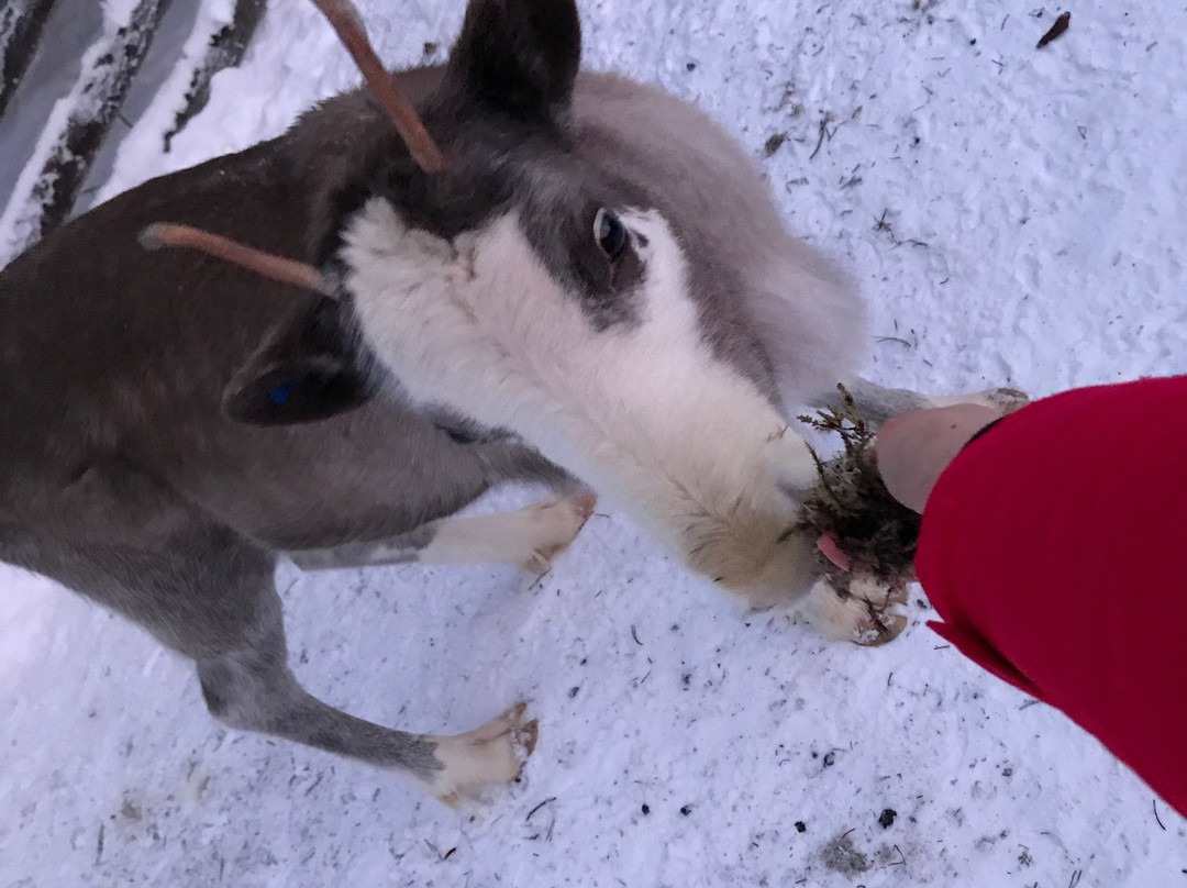 Palosaari Reindeer and Fishing Farm-库萨莫必去景点