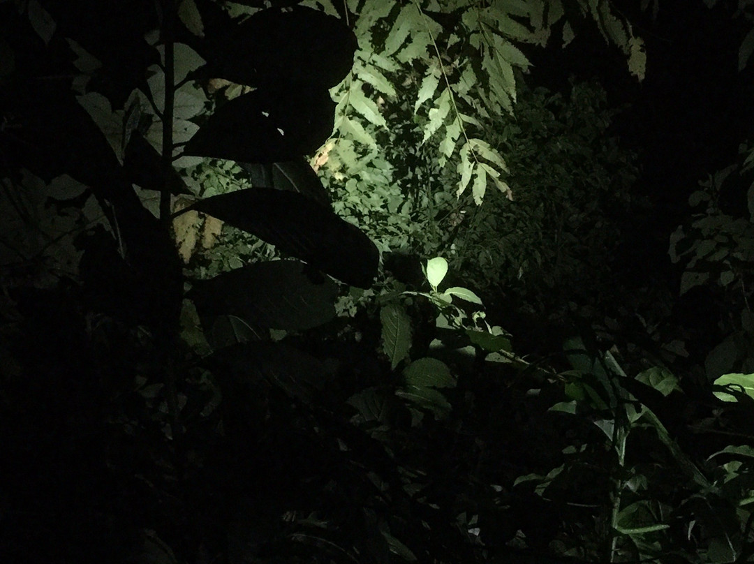 Monteverde Night Walk Costa Rica景点图片