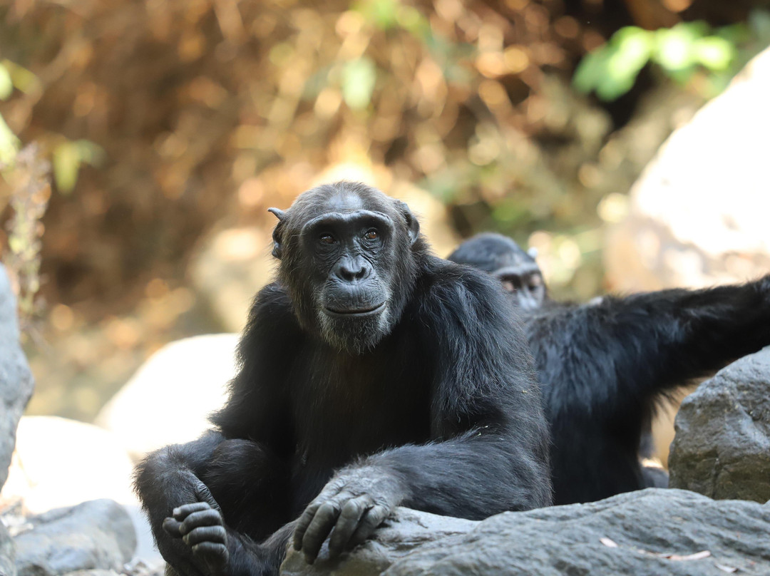 WE CAB TOURS & SAFARIS-Kigoma必去景点