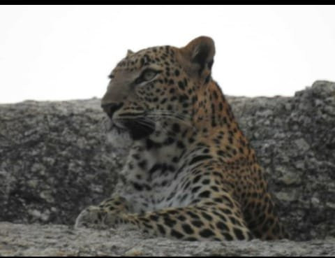 The Haveli Leopard Camp主图