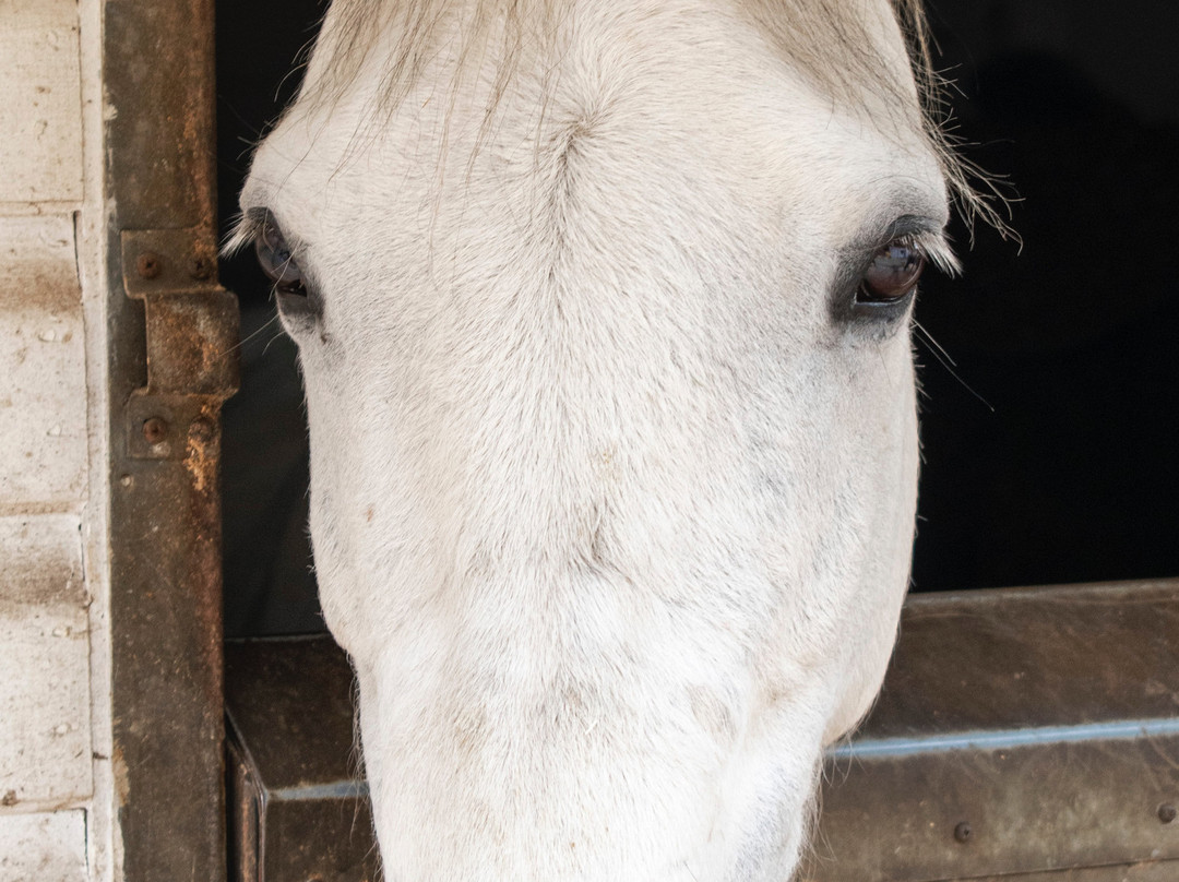 Grenoside Equestrian Centre-谢菲尔德必去景点