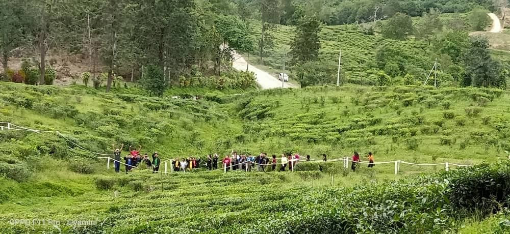 Sabah Tea Garden Day Tours景点图片