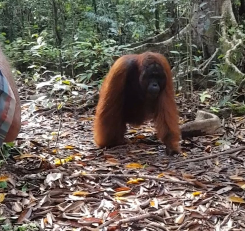 Orangutan Applause - Day Tours景点图片